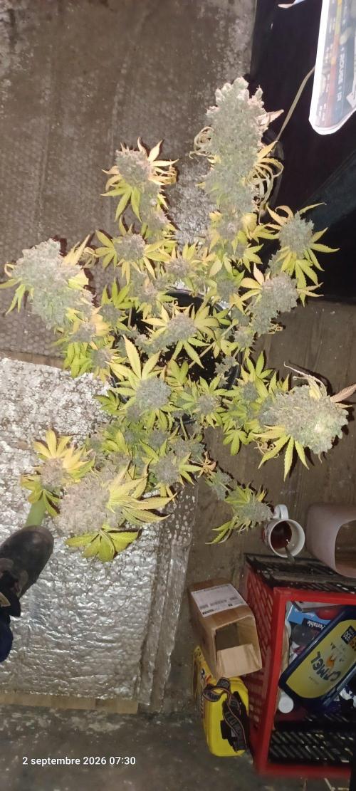 Forbidden Fruit  rQs. Week 17