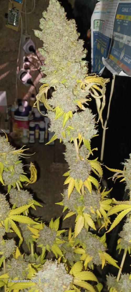 Forbidden Fruit  rQs. Week 17