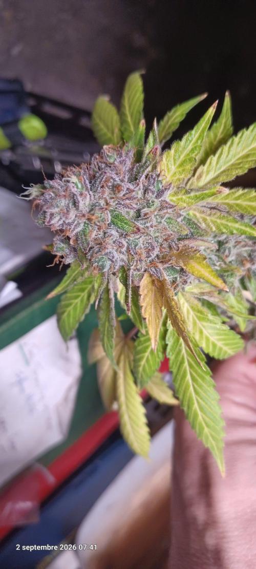 Forbidden Fruit  rQs. Week 17