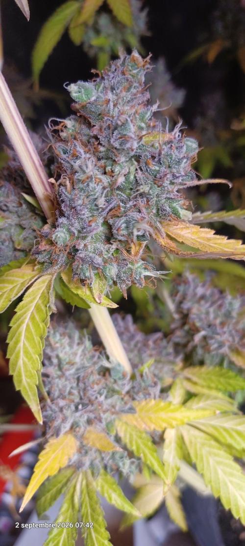 Forbidden Fruit  rQs. Week 17