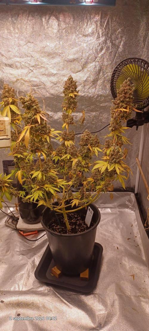 Forbidden Fruit  rQs. Week 17