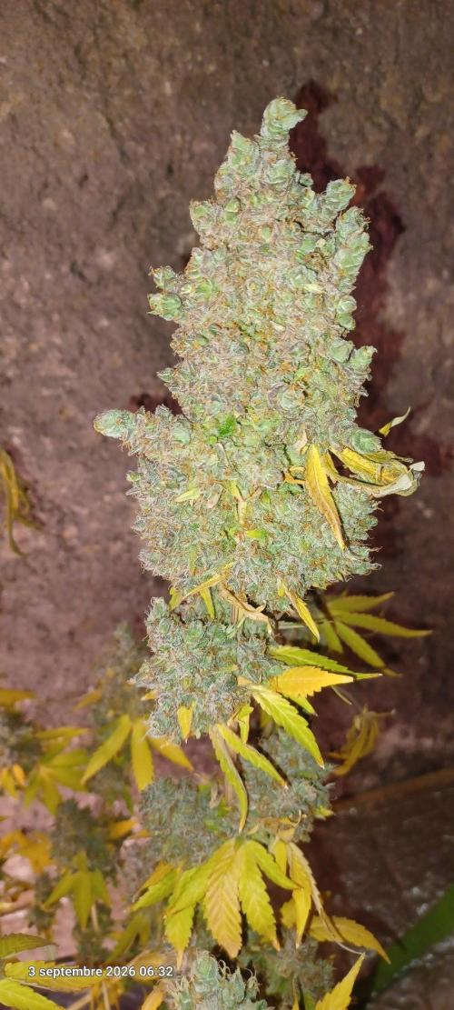 Forbidden Fruit  rQs. Week 17