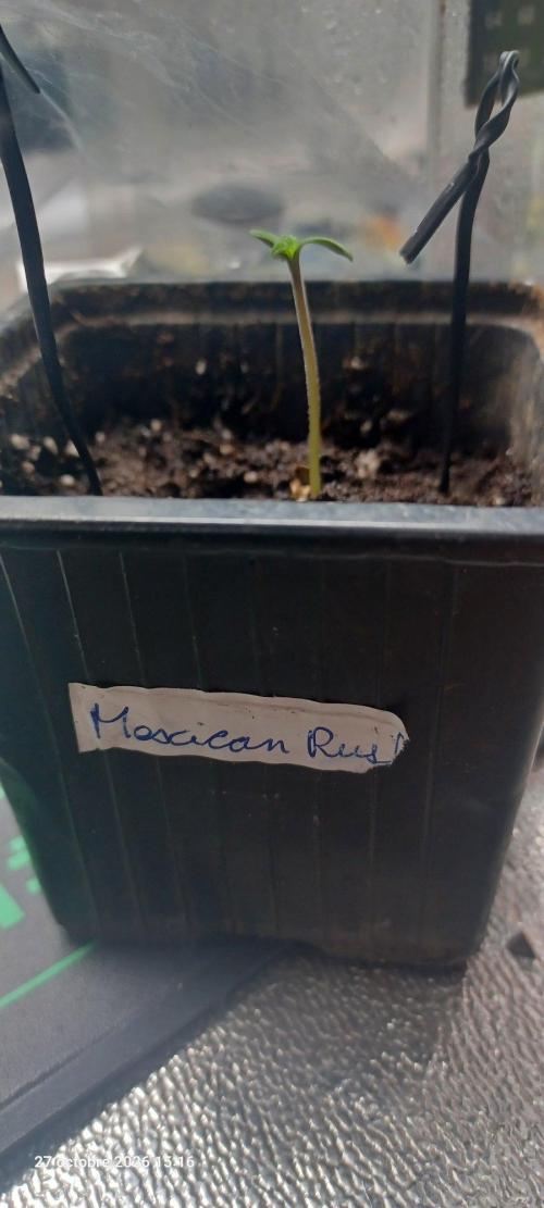 Mexcican Rush rQs. Week 0