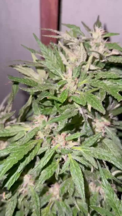 Genéticas aleatórias, dezembro25.