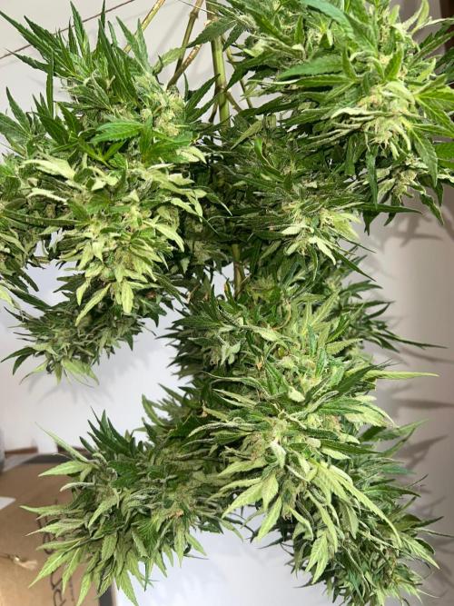 Genéticas aleatórias, dezembro25.. Week 9