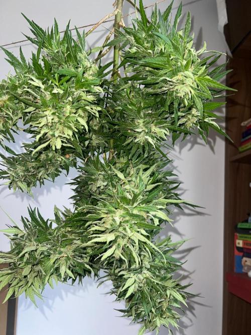 Genéticas aleatórias, dezembro25.. Week 9