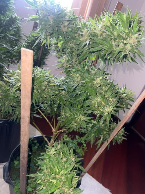 Genéticas aleatórias, dezembro25.. Week 9