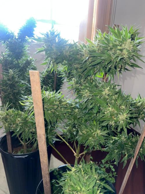 Genéticas aleatórias, dezembro25.. Week 9