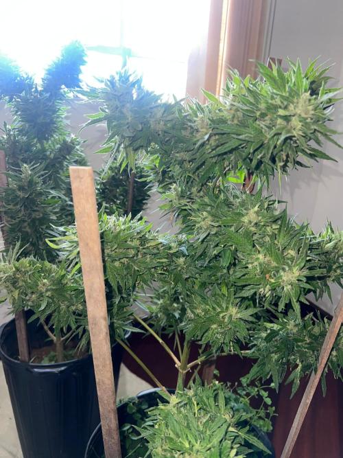 Genéticas aleatórias, dezembro25.. Week 9