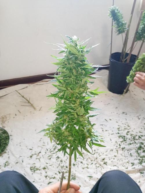 Genéticas aleatórias, dezembro25.. Week 9