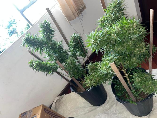 Genéticas aleatórias, dezembro25.. Week 9