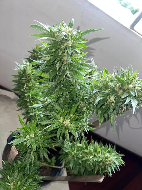 Genéticas aleatórias, dezembro25.. Week 9