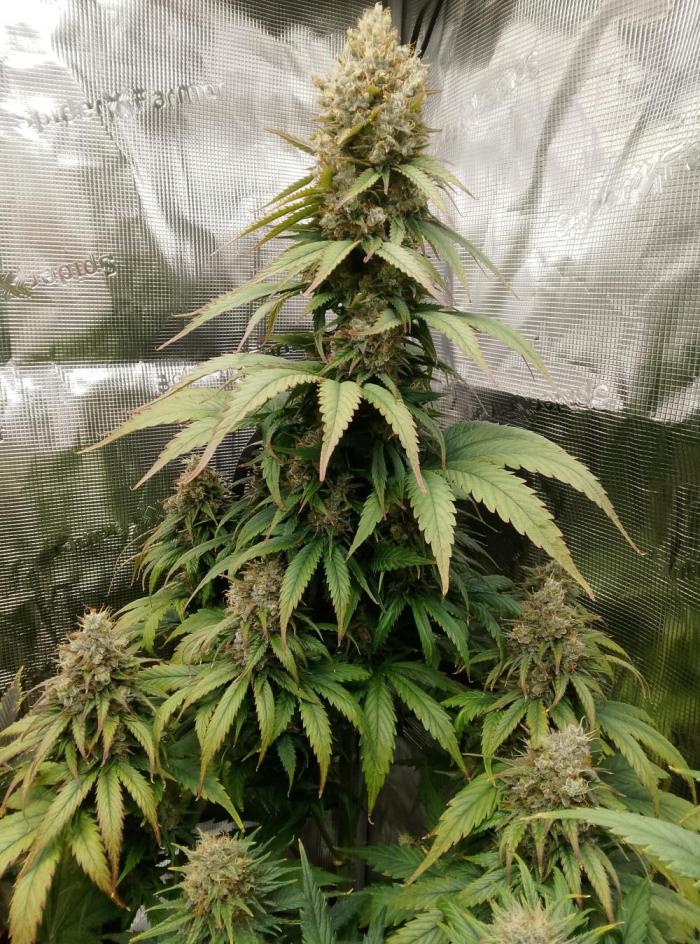 le jardin de Rico Sensi Seed big Bud. Week 8 - BIG BUD SENSI SEEDS
8 semaines de floraison 