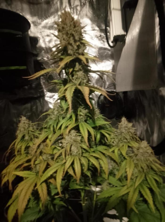 le jardin de Rico Sensi Seed big Bud. Week 9