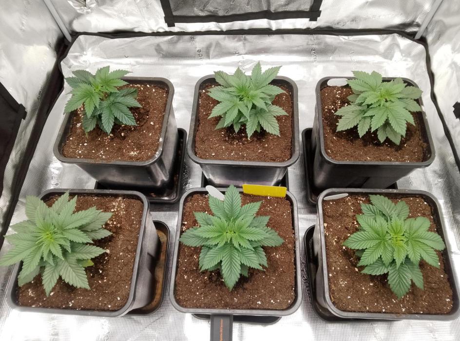 Skunk et Super Skunk Sensi Seeds. Week 1