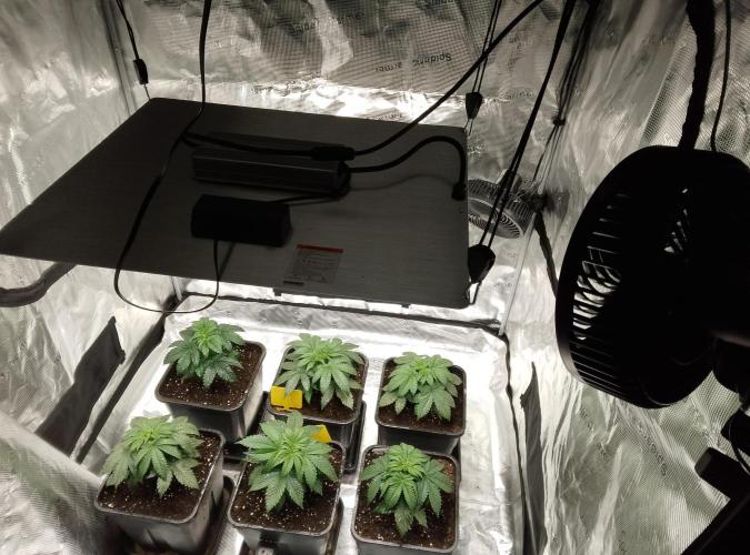 Skunk et Super Skunk Sensi Seeds. Week 2 - 60 CM
Lampe Led
SF 4000
Spider Farmer
a 75 %