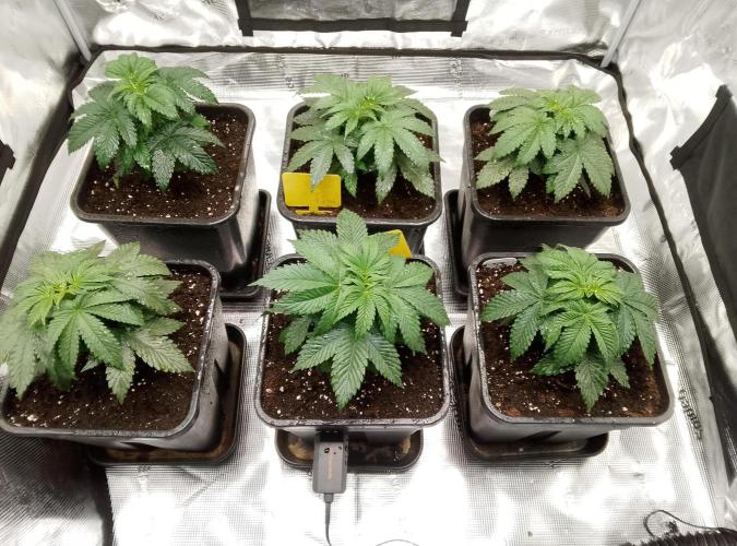 Skunk et Super Skunk Sensi Seeds. Week 2