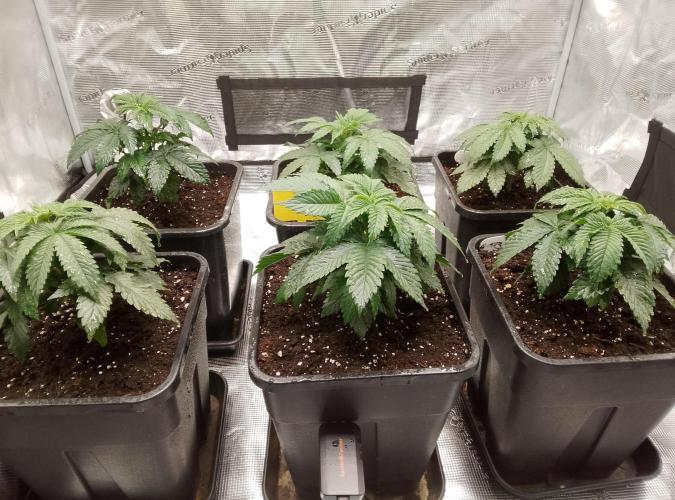 Skunk et Super Skunk Sensi Seeds. Week 2