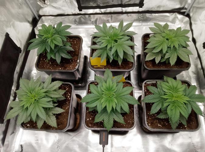 Skunk et Super Skunk Sensi Seeds. Week 2 - Prise en Photos 4h après leurs journée de vaporisation au Vita Race