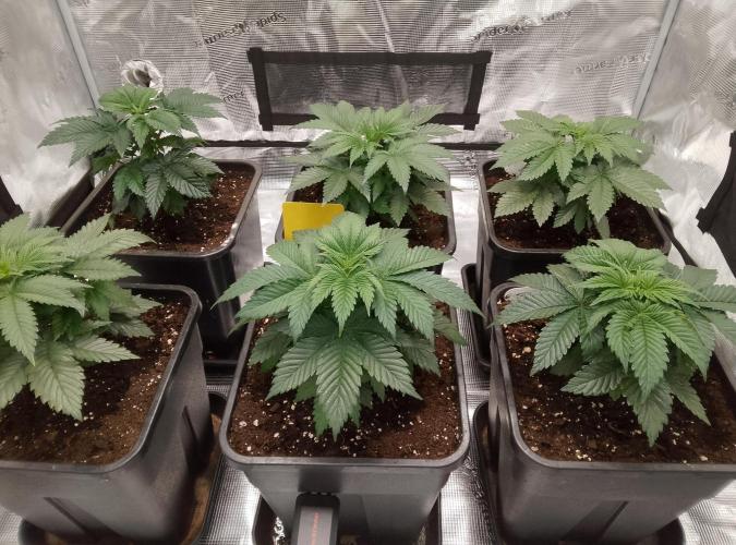 Skunk et Super Skunk Sensi Seeds. Week 2 - Prise de Photos 4h après leurs journée de vaporisation au Vita Race