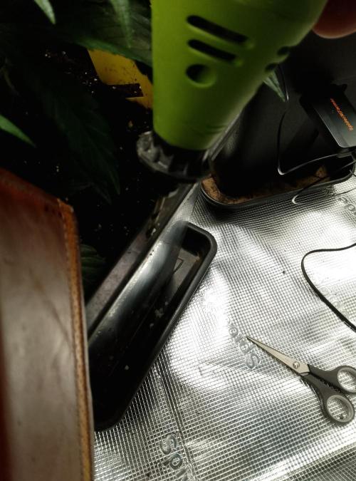 Skunk et Super Skunk Sensi Seeds. Week 3 - Drilling on the edge of the pot