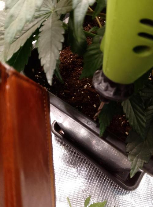 Skunk et Super Skunk Sensi Seeds. Week 3 - Drilling on the edge of the pot