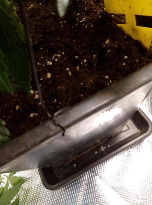 Skunk et Super Skunk Sensi Seeds. Week 3 - Threading the wire for the trellis