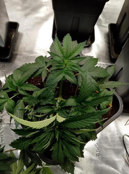 Skunk et Super Skunk Sensi Seeds. Week 3