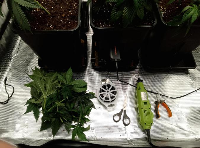 Skunk et Super Skunk Sensi Seeds. Week 3