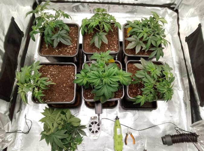 Skunk et Super Skunk Sensi Seeds. Week 3