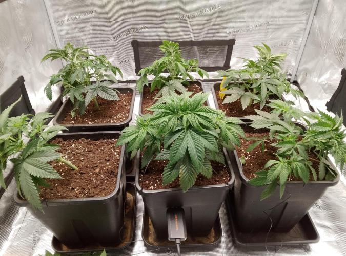 Skunk et Super Skunk Sensi Seeds. Week 3