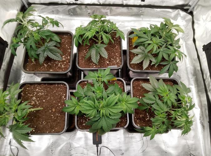 Skunk et Super Skunk Sensi Seeds. Week 3