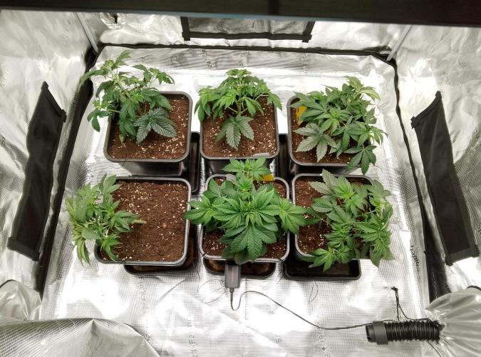 Skunk et Super Skunk Sensi Seeds. Week 3