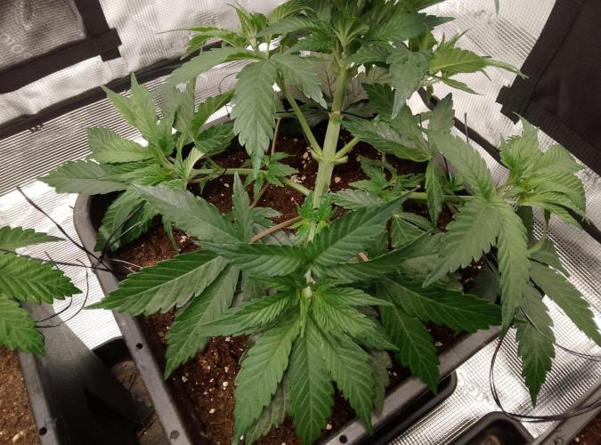 Skunk et Super Skunk Sensi Seeds. Week 3