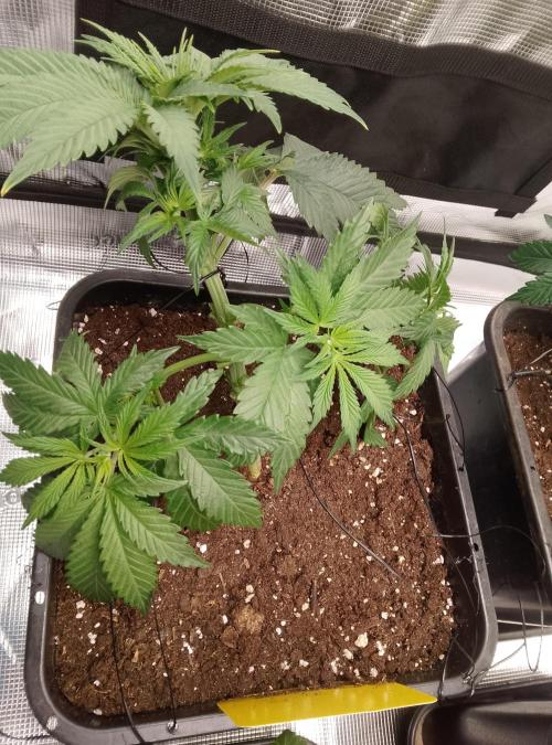 Skunk et Super Skunk Sensi Seeds. Week 3