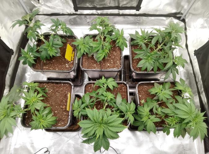 Skunk et Super Skunk Sensi Seeds. Week 3