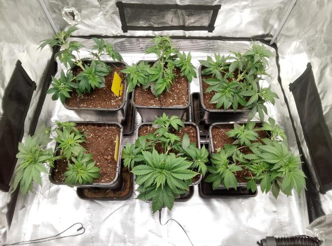 Skunk et Super Skunk Sensi Seeds. Week 3