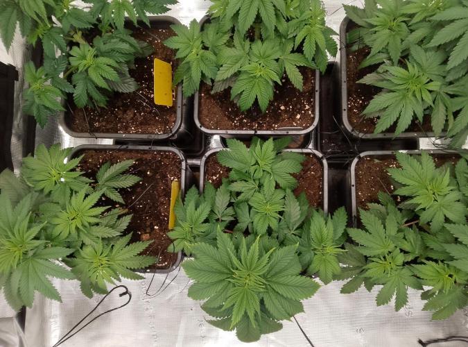 Skunk et Super Skunk Sensi Seeds. Week 3 - The next 3 photos were taken the day after training; you can see that the leaves