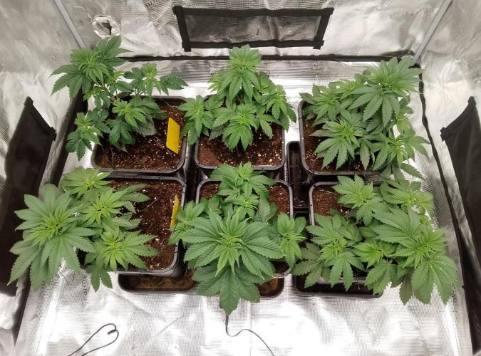 Skunk et Super Skunk Sensi Seeds. Week 3