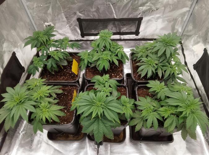 Skunk et Super Skunk Sensi Seeds. Week 3