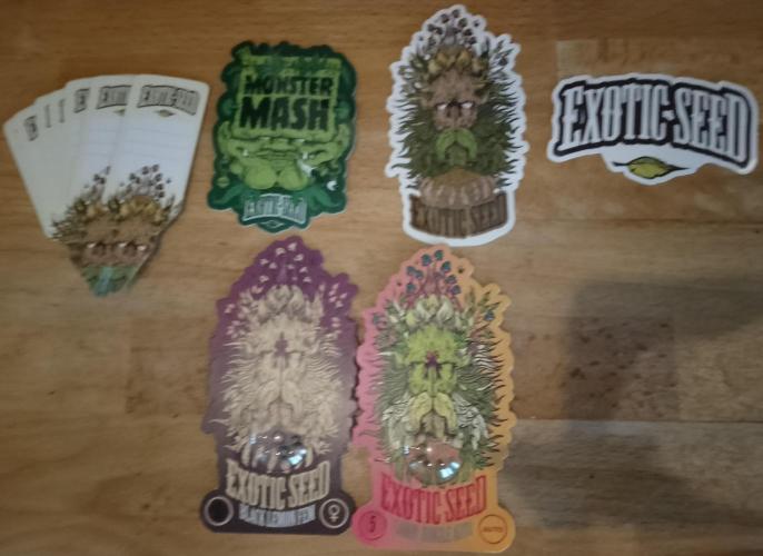 Skunk et Super Skunk Sensi Seeds. Week 4