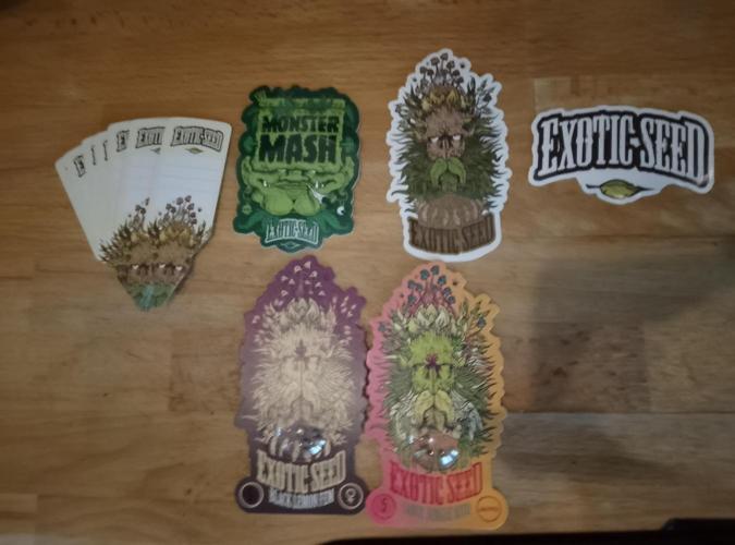 Skunk et Super Skunk Sensi Seeds. Week 4