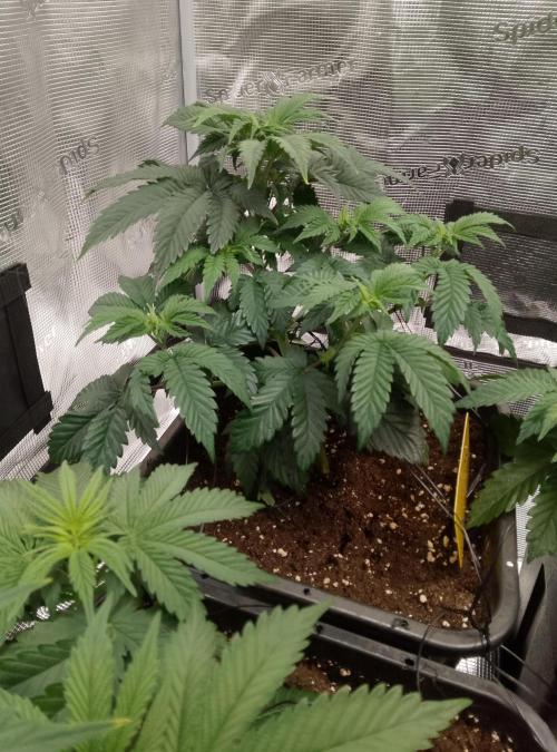 Skunk et Super Skunk Sensi Seeds. Week 4