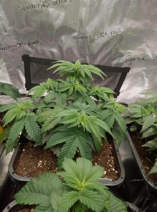 Skunk et Super Skunk Sensi Seeds. Week 4
