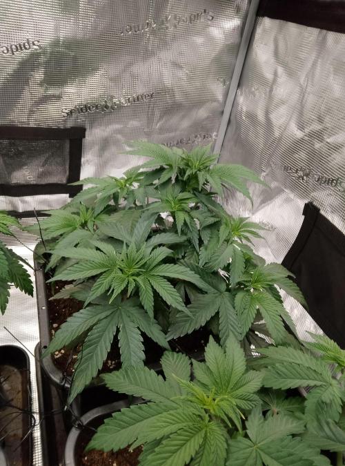 Skunk et Super Skunk Sensi Seeds. Week 4