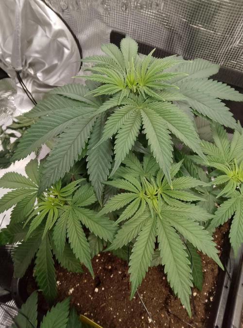 Skunk et Super Skunk Sensi Seeds. Week 4