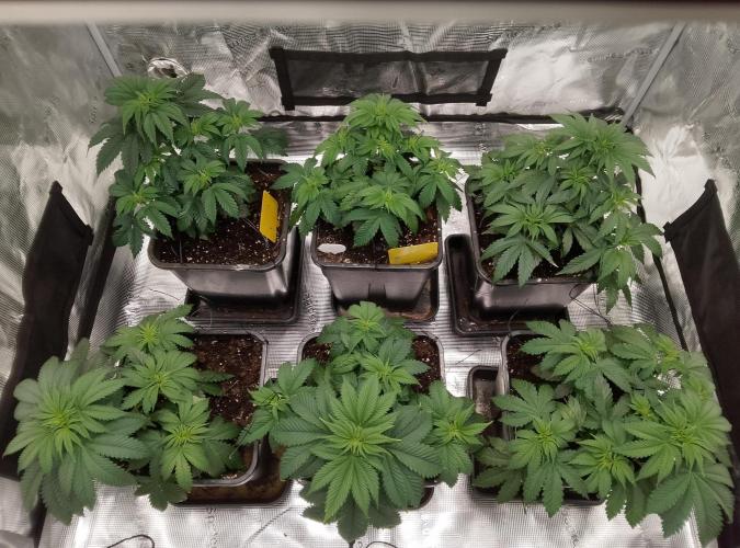 Skunk et Super Skunk Sensi Seeds. Week 4