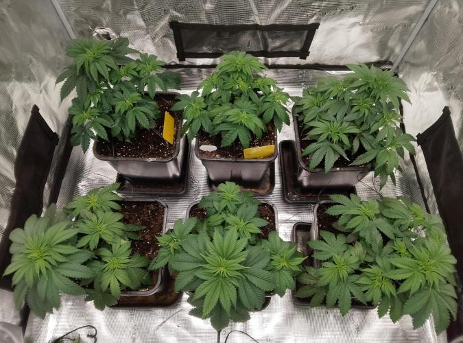 Skunk et Super Skunk Sensi Seeds. Week 4