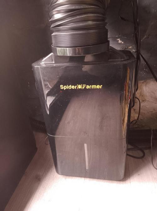 Skunk et Super Skunk Sensi Seeds. Week 4