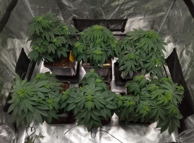 Skunk et Super Skunk Sensi Seeds. Week 5